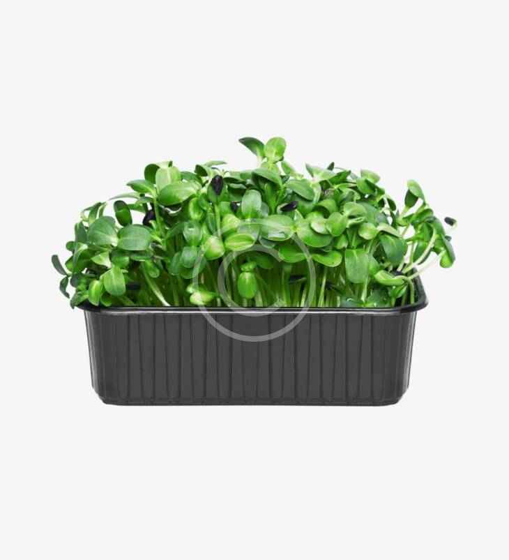 Sunflower microgreens