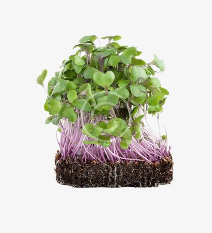 Purple radish sprouts - Image 2