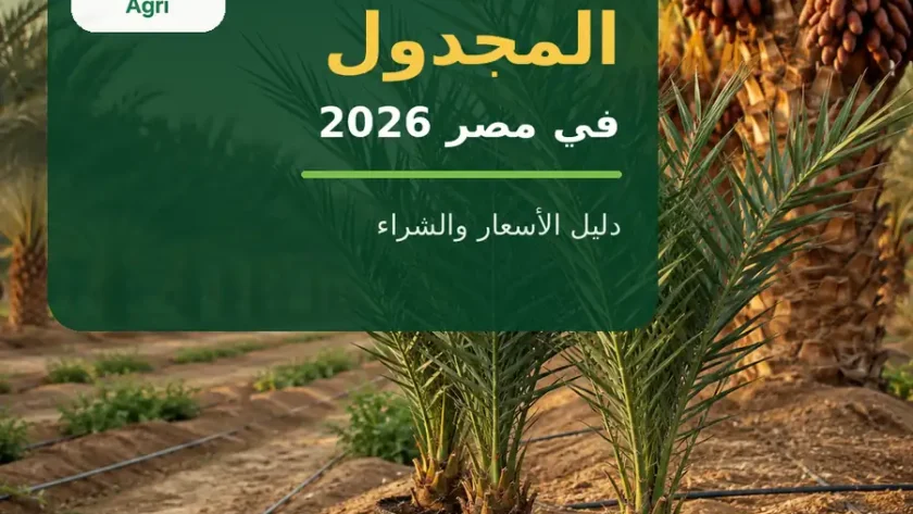 سعر فسائل المجدول