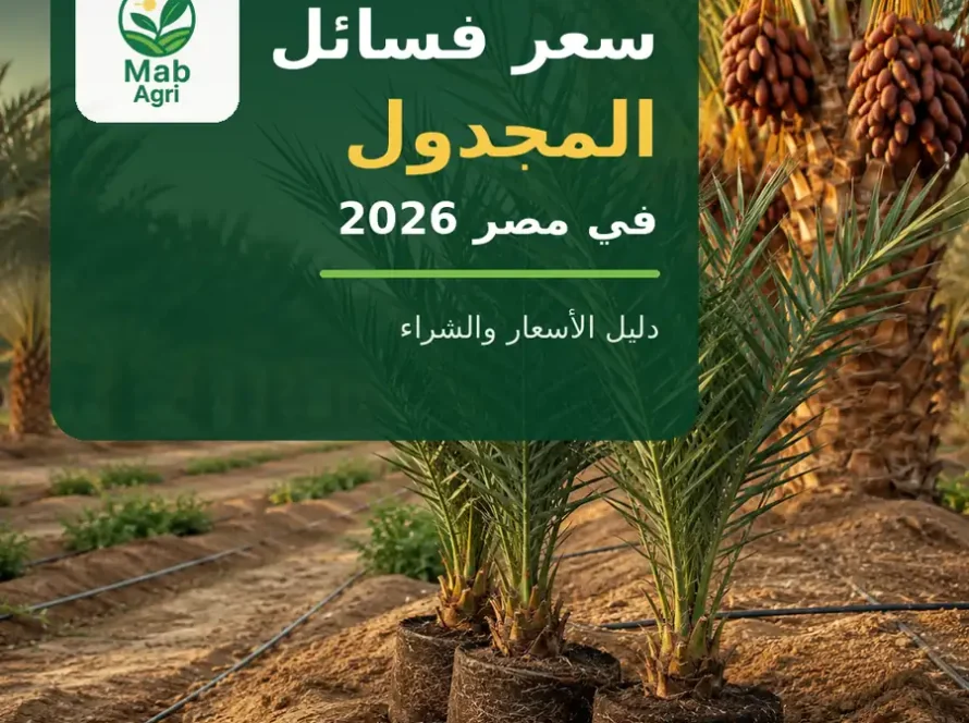 سعر فسائل المجدول