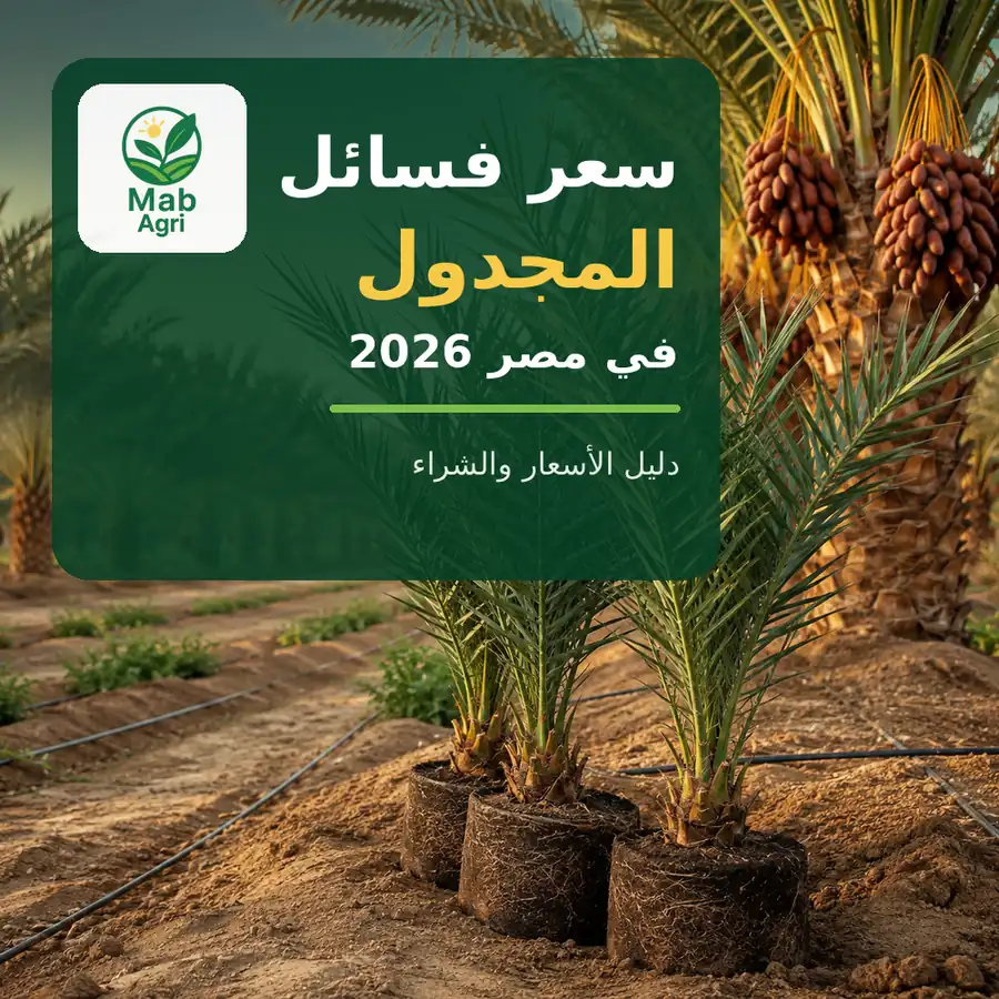 سعر فسائل المجدول في مصر