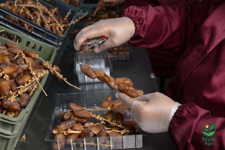 ارقام مصانع التمور في مصر