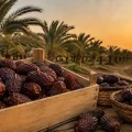 سعر التمر المجدول في مصر اليوم 2026: أسعار الكيلو والطن والجملة